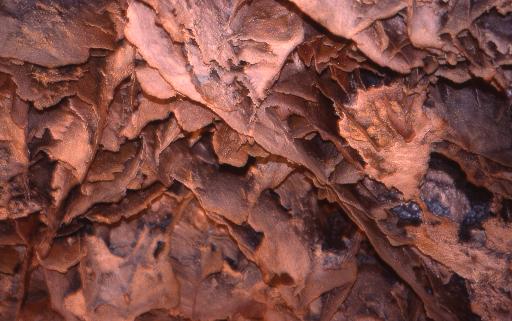 Boxwork, Wind Cave NP