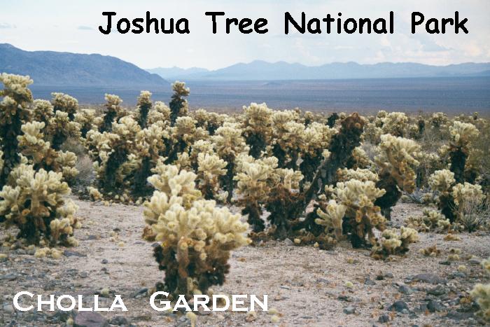 Joshua Tree National Park