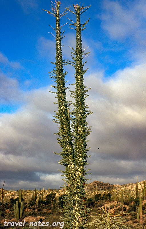 Boojum Tree, Baja California