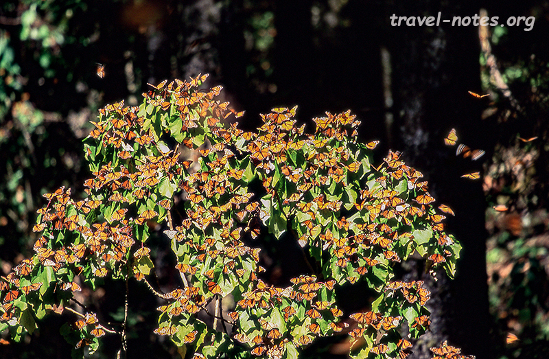 Monarch Butterflies
