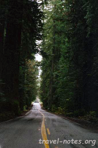 Avenue of Giants