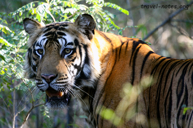 Bandhavgarh National Park