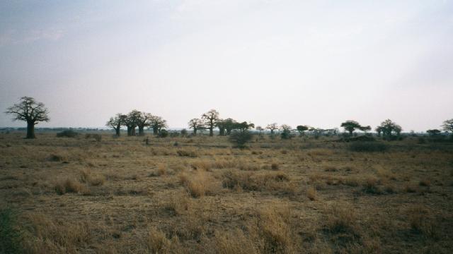 Tarangire National Park