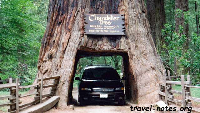 Chandelier drive through tree