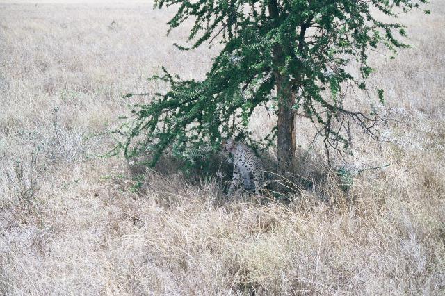 A frightened cheetah