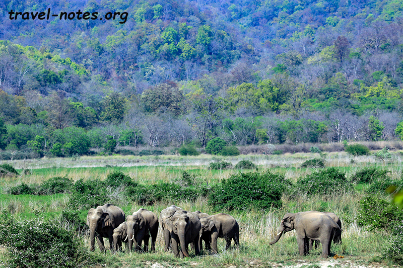 Indian Elephant