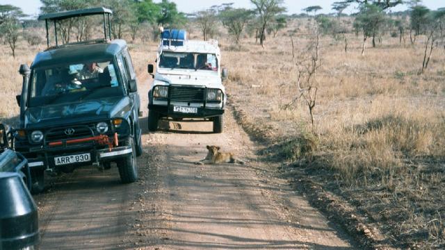 Cub resting on the road