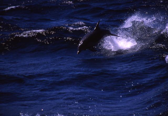 Bottlenose dolphin