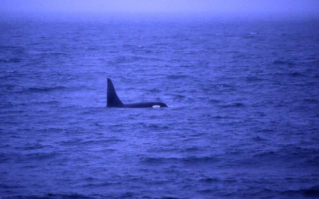 Killer Whale