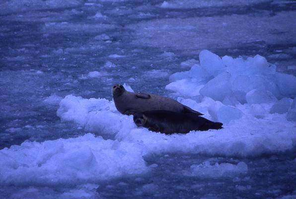 Harbour Seals
