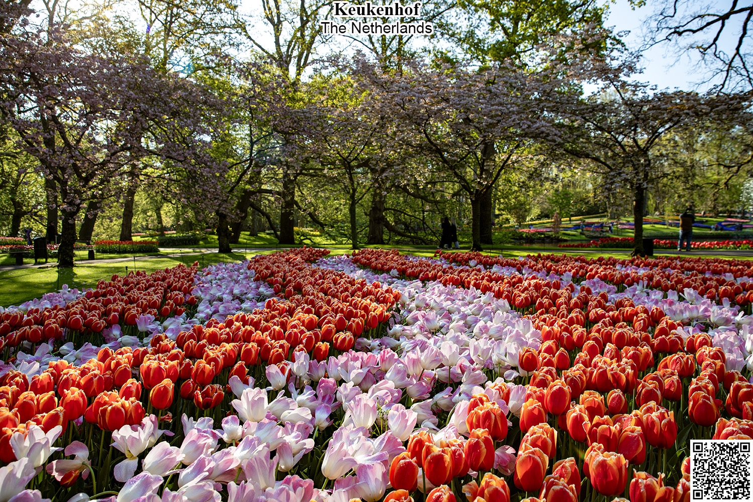 Tulip Gardens