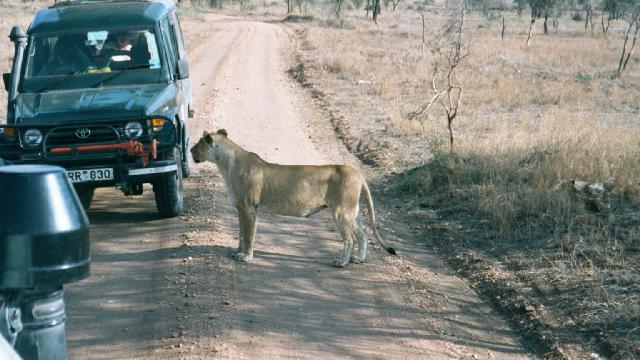 Lioness