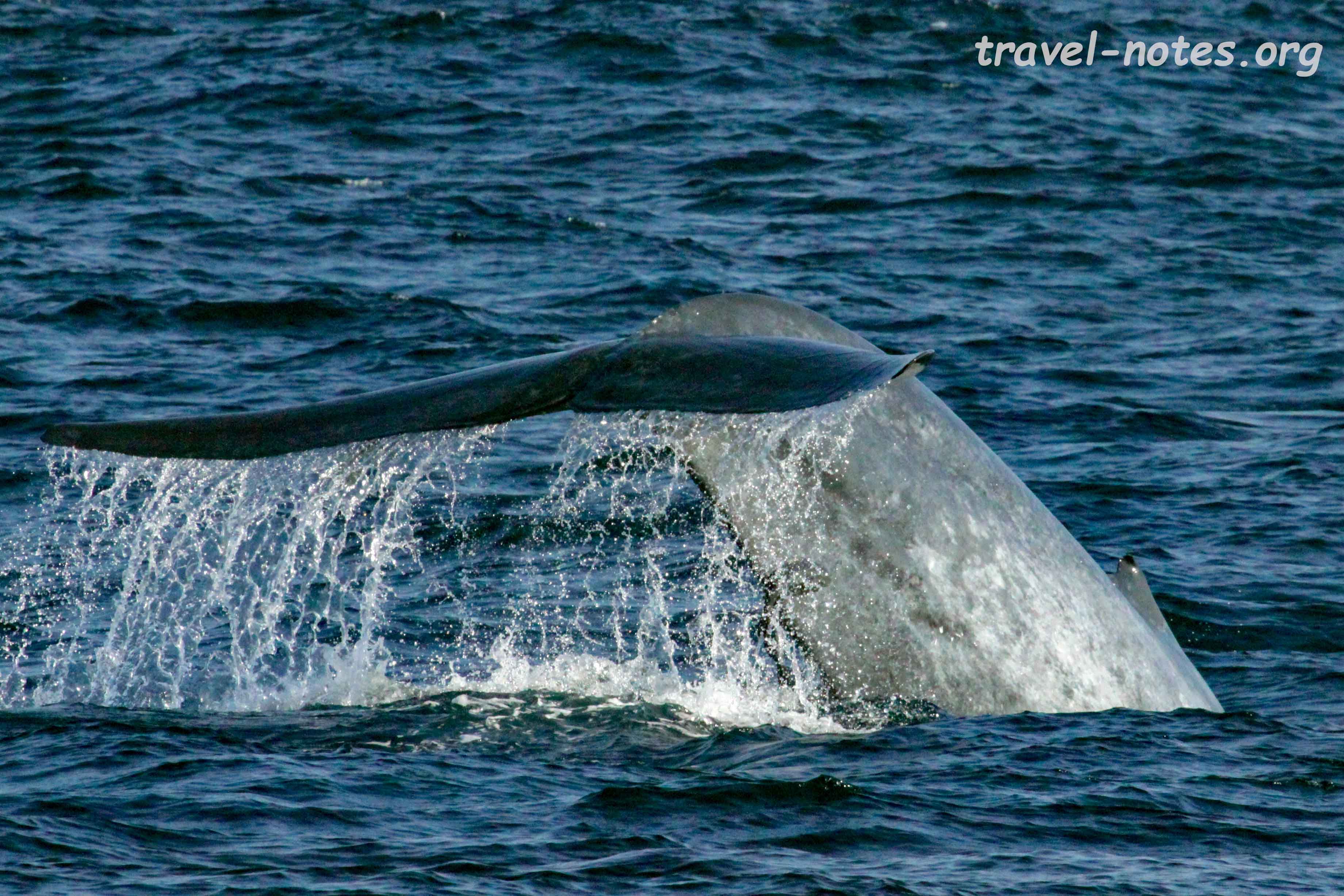 Pygmy Blue Whale Mirissa