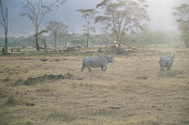 Endangered ones: The Black Rhinos