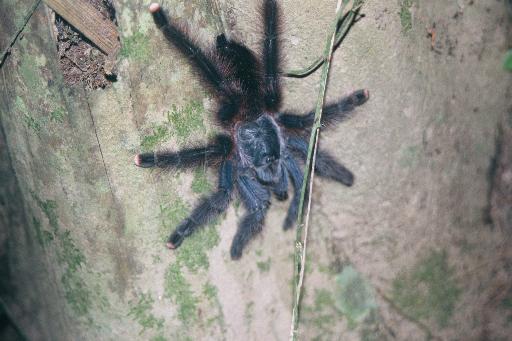 Tarantula