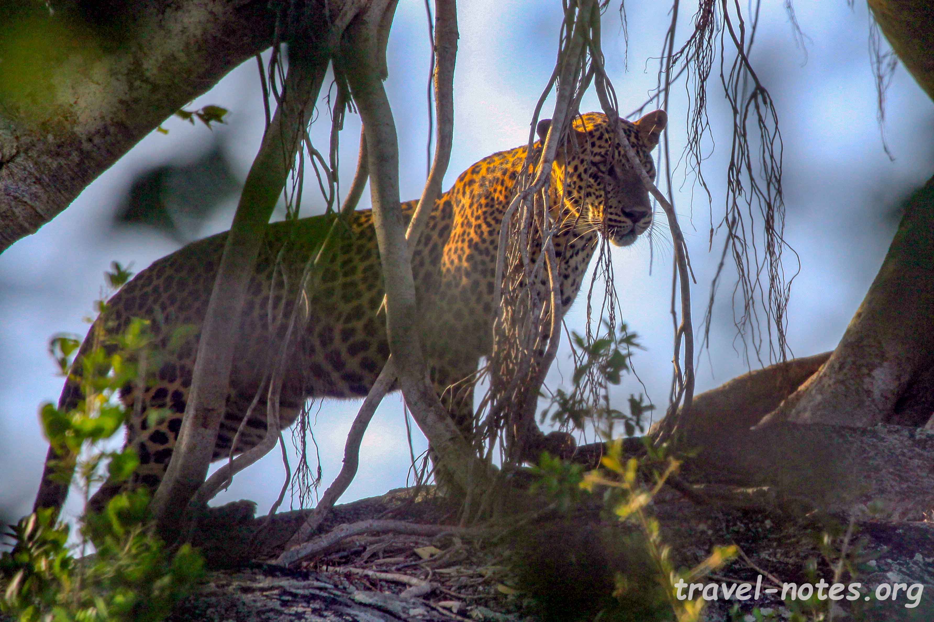 Leopard Yala