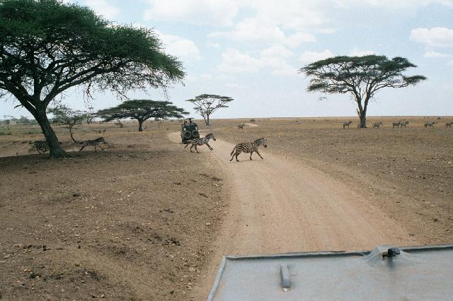 Zebra Crossing in Serengeti